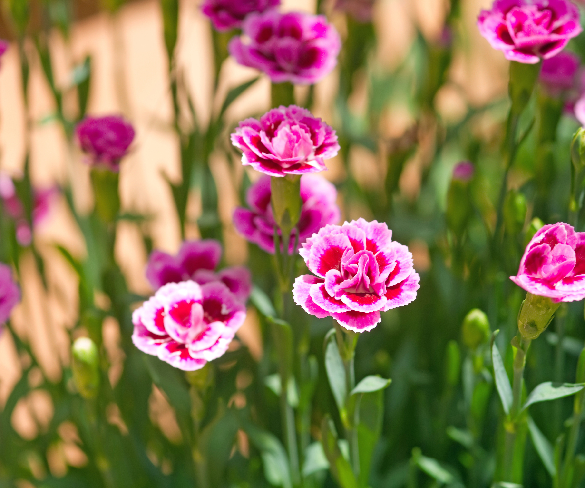 Small pink dianthus flowers