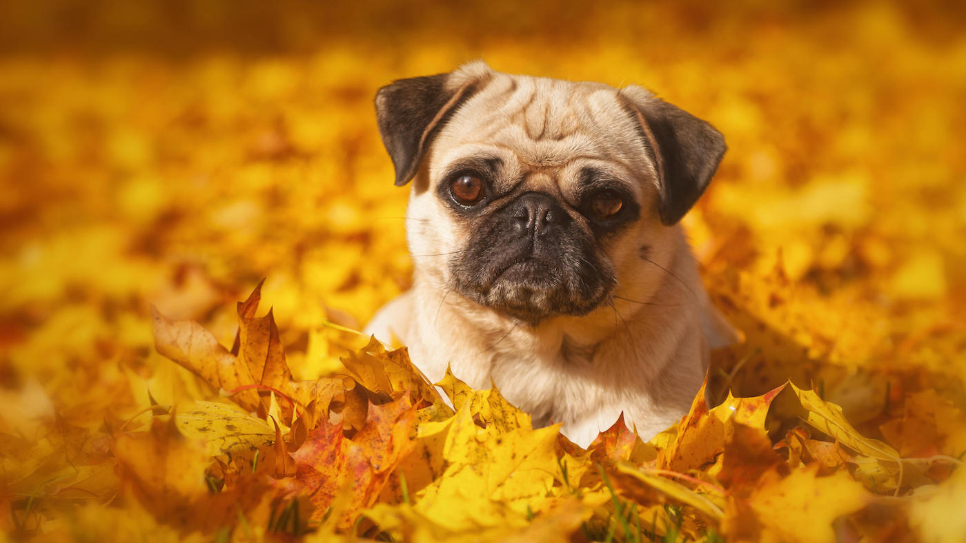 Pug in autumn leaves