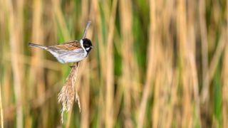 Reed Buntings