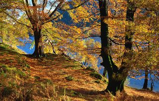 Woodland in autumn