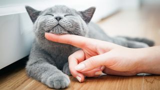 happy cat being petted under the chin