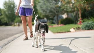 Woman walking a dog on the pavement who is sticking their tongue out