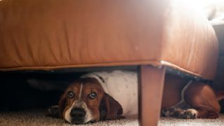 Basset hound lying under couch