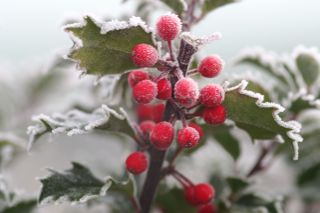 Ilex x meserveae, aka Blue Princess Holly.