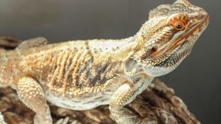 Bearded dragon under light