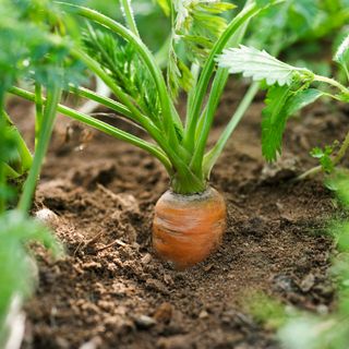 Carrot covered in soil in the garden