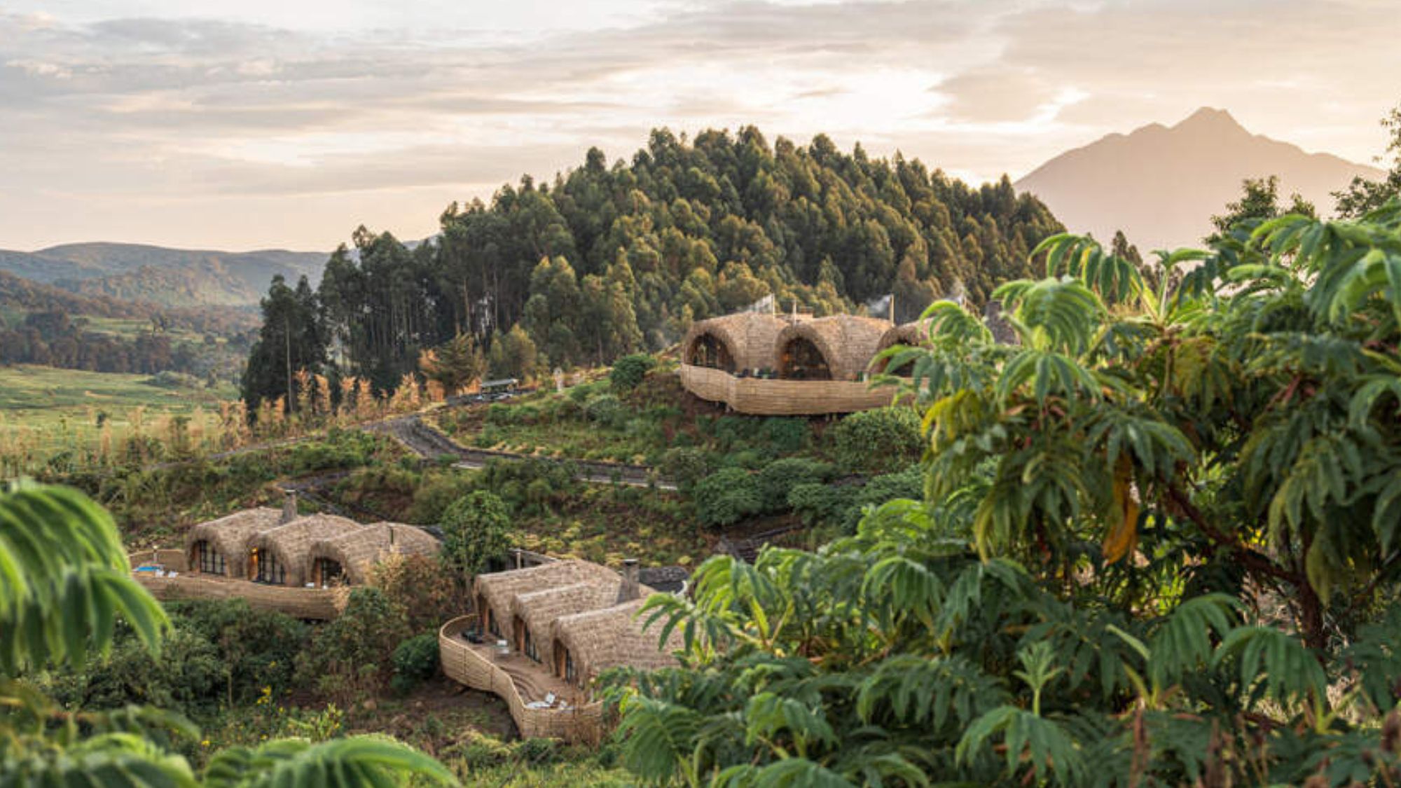 Bisate Reserve, Rwanda