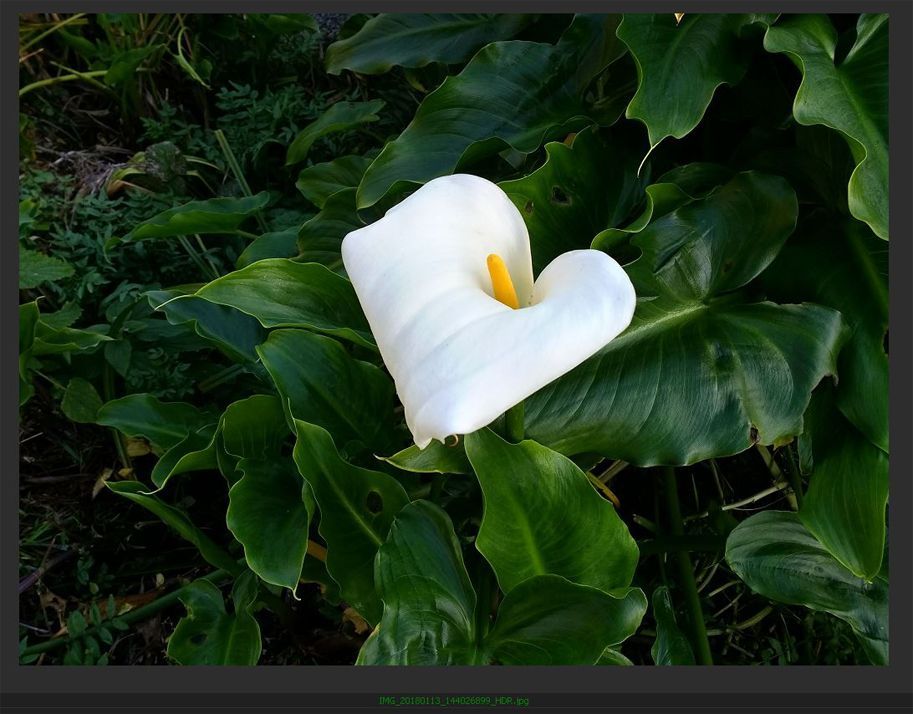 Although this Media Pro&rsquo;s editing tools are basic, you can still minimize grain in low light images, as well as adjust color and light levels.
