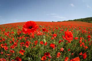 A photo of a field full of red poppies