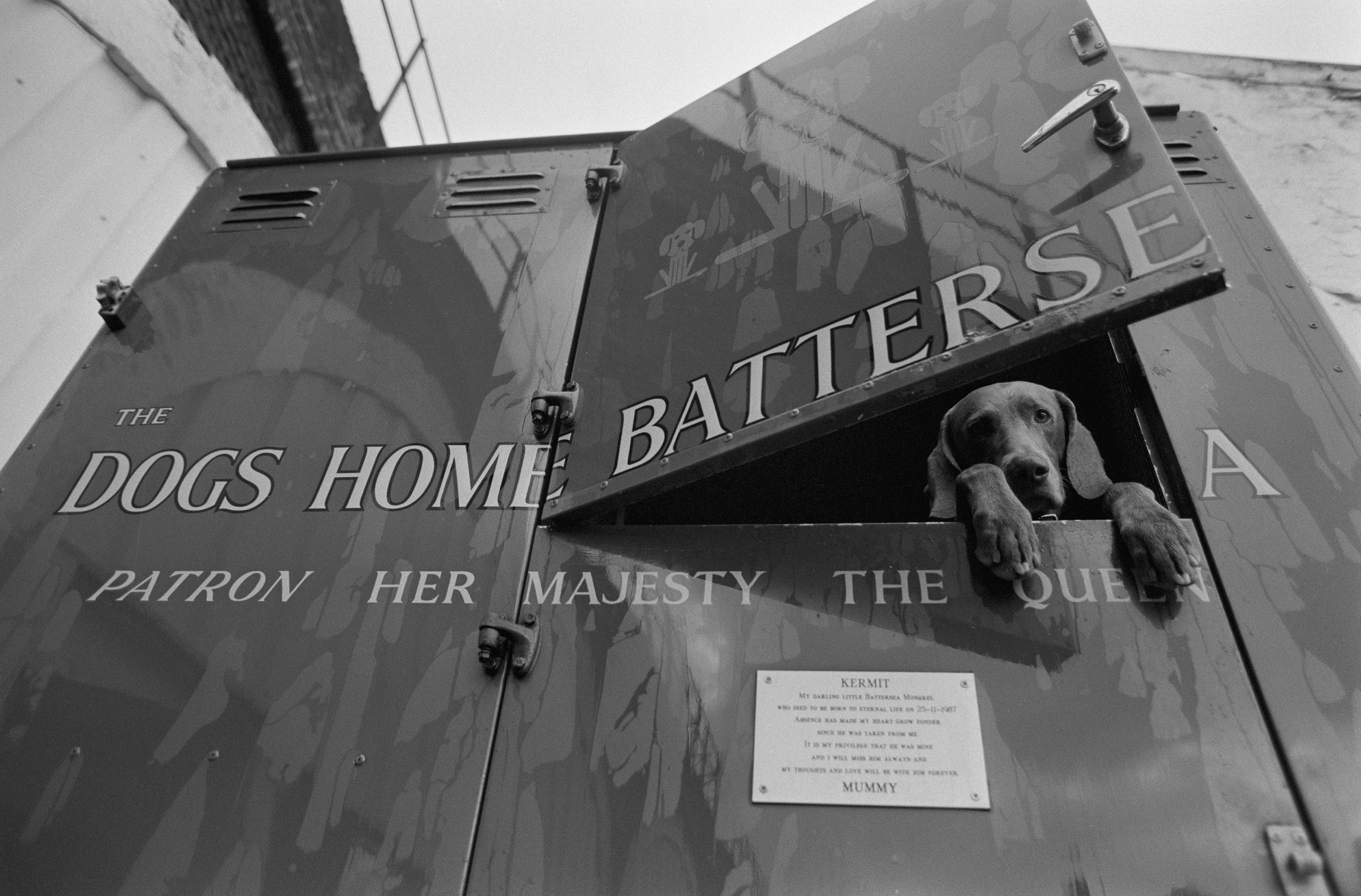 Black-and-white photograph of a dog peering out from the back of a Battersea Dogs Home vehicle. The side of the van reads &lsquo;The Dogs Home Battersea&rsquo; and &lsquo;Patron Her Majesty The Queen.&rsquo;
