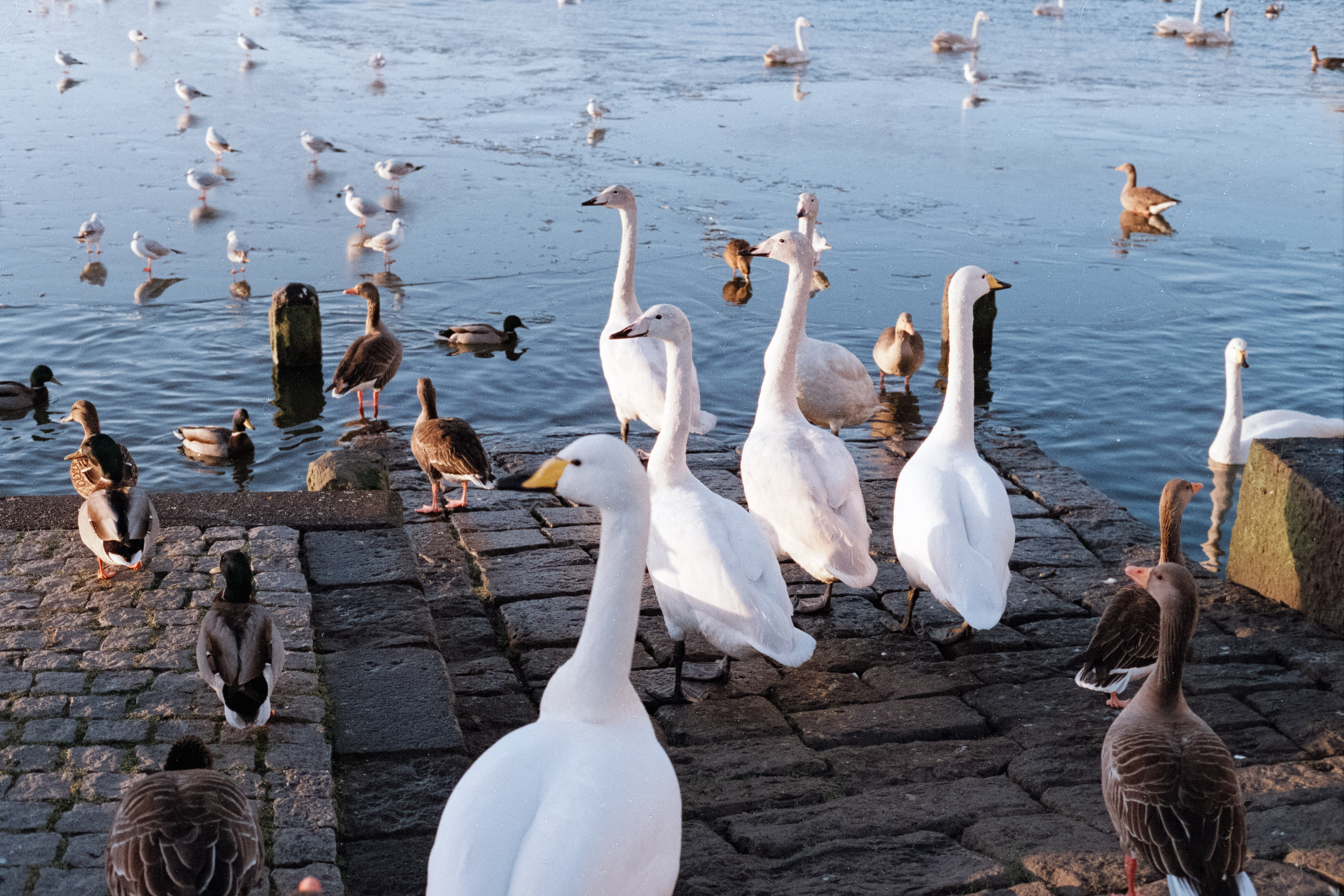 Swans, geese and other birds at the edge of a lake