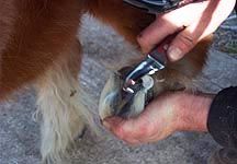 Farrier-trim.jpg