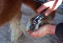 Farrier-trim.jpg