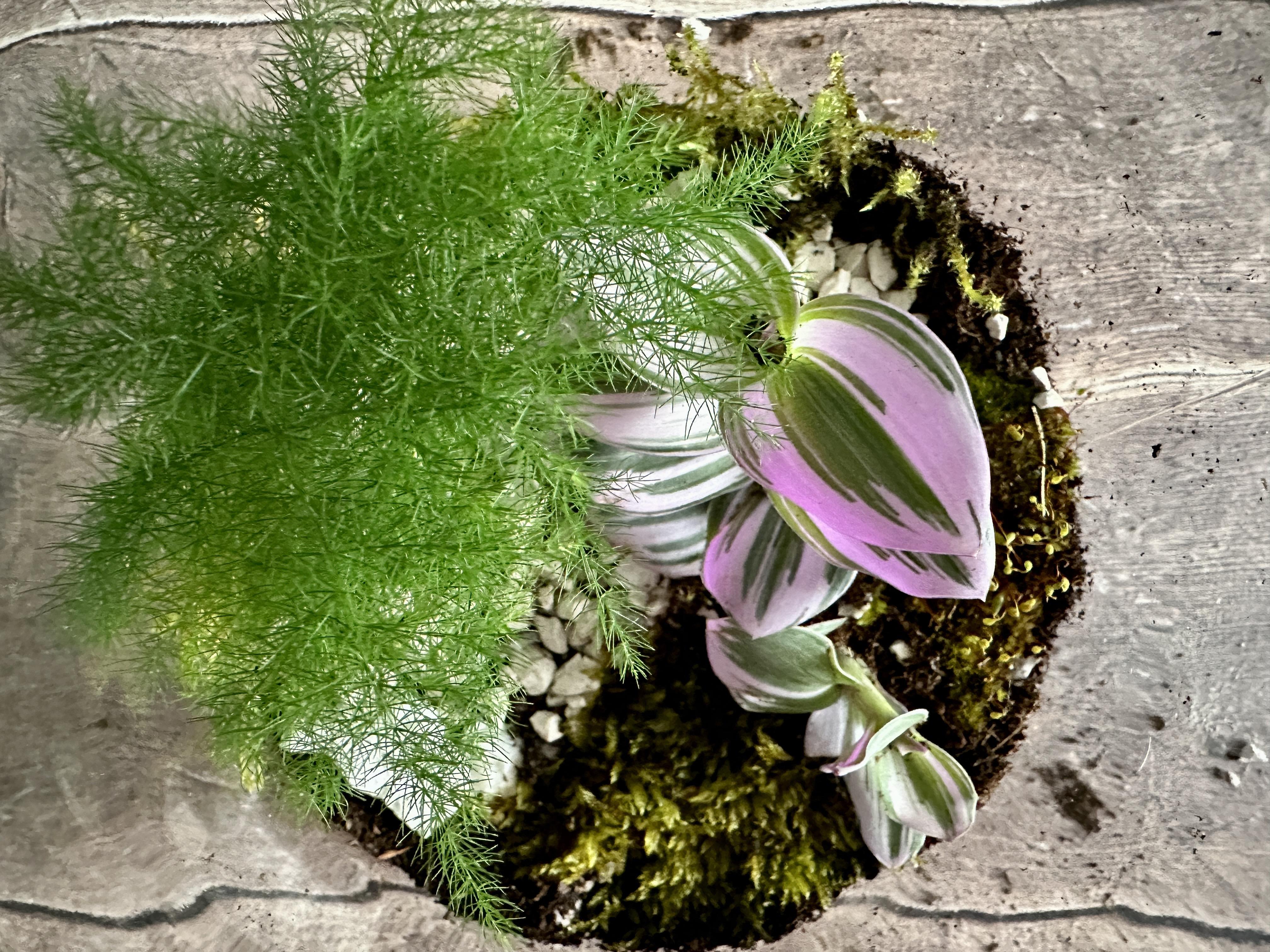 Overhead view of a terrarium with an asparagus Fern and a tradescantia