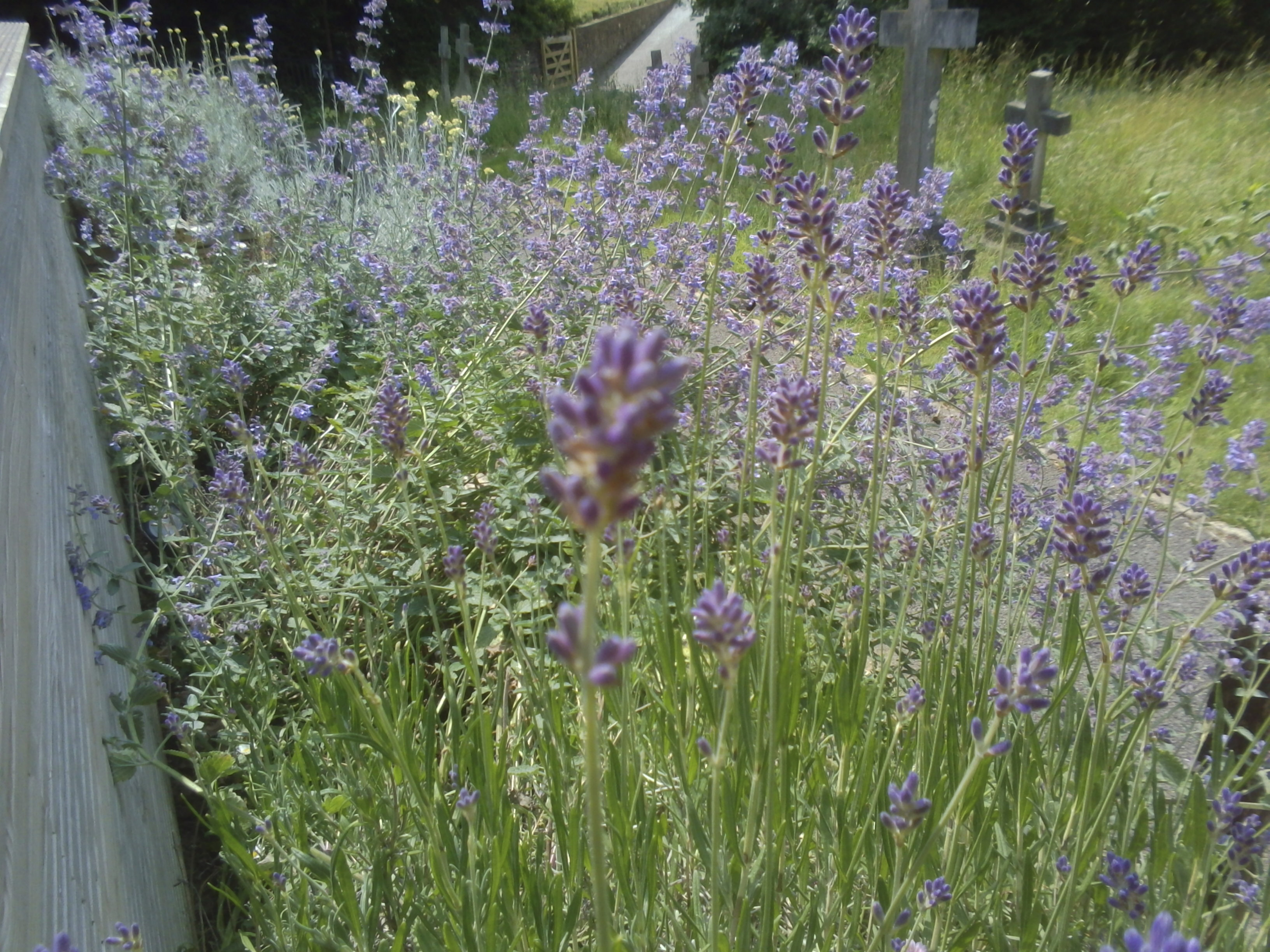 VTech KidiZoom Duo FX camera sample images, close up of flowers
