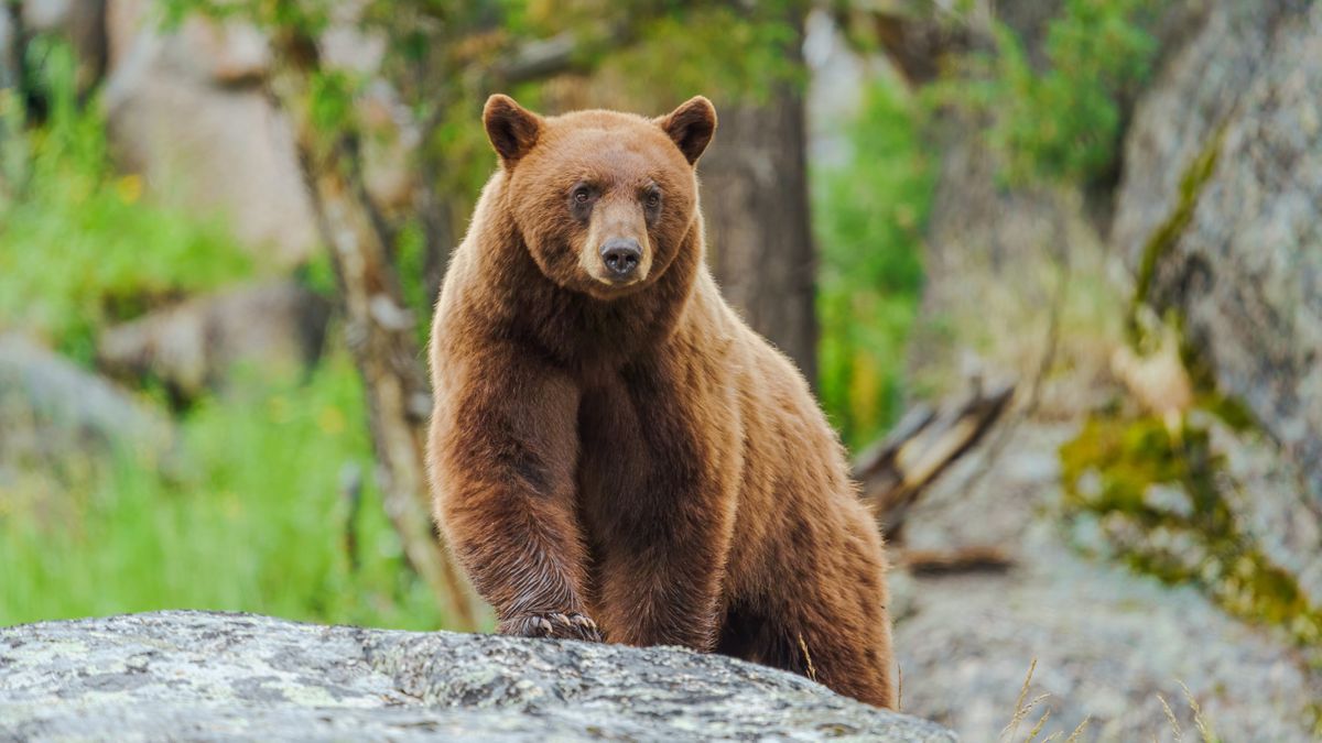 Cinnamon black bear at Yellowstone National Park, USA