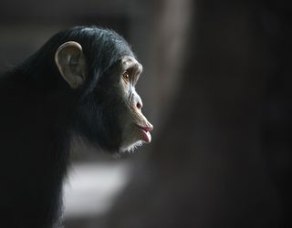 Chimpanzee Reaction