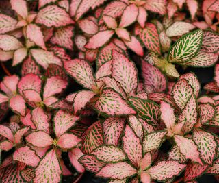 Pink fittonia close-up
