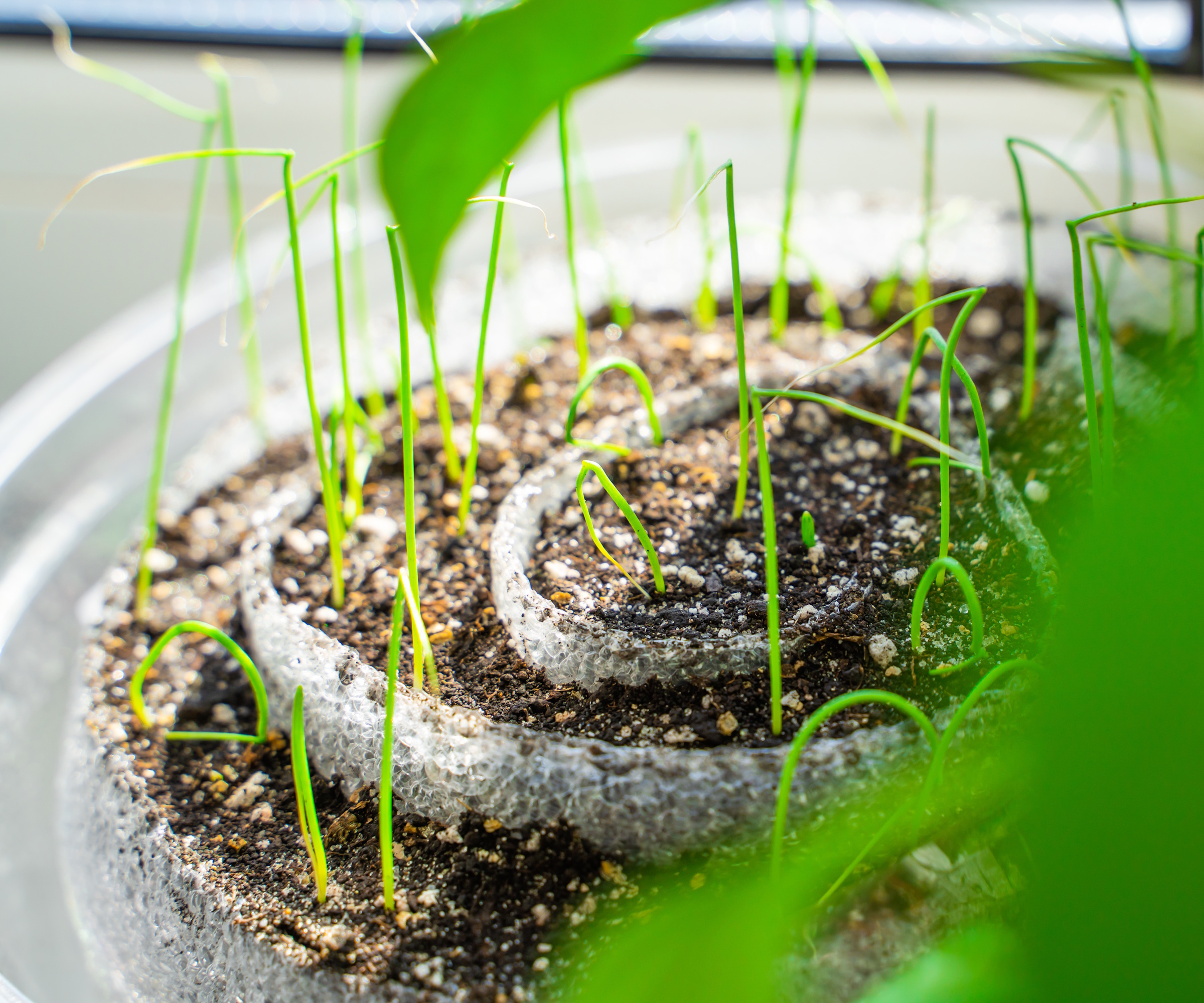 Seed snail with seedlings growing out of it
