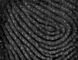 Fingerprint image captured by UTFIS sensor (white spots are sweat pores)