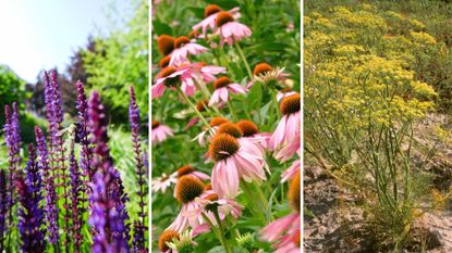 Composite image of three of the best drought-tolerant plants for gardens in the heat Salvia, echinacea and fennel