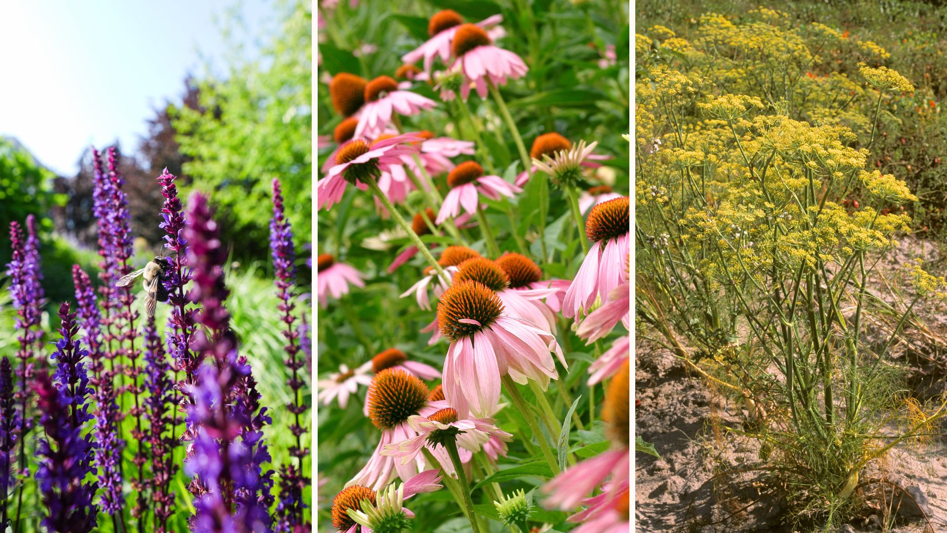 Composite image of three of the best drought-tolerant plants for gardens in the heat Salvia, echinacea and fennel