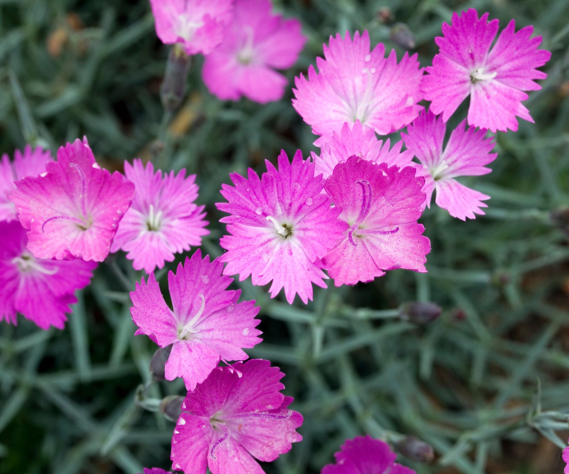 Dianthus Firewitch