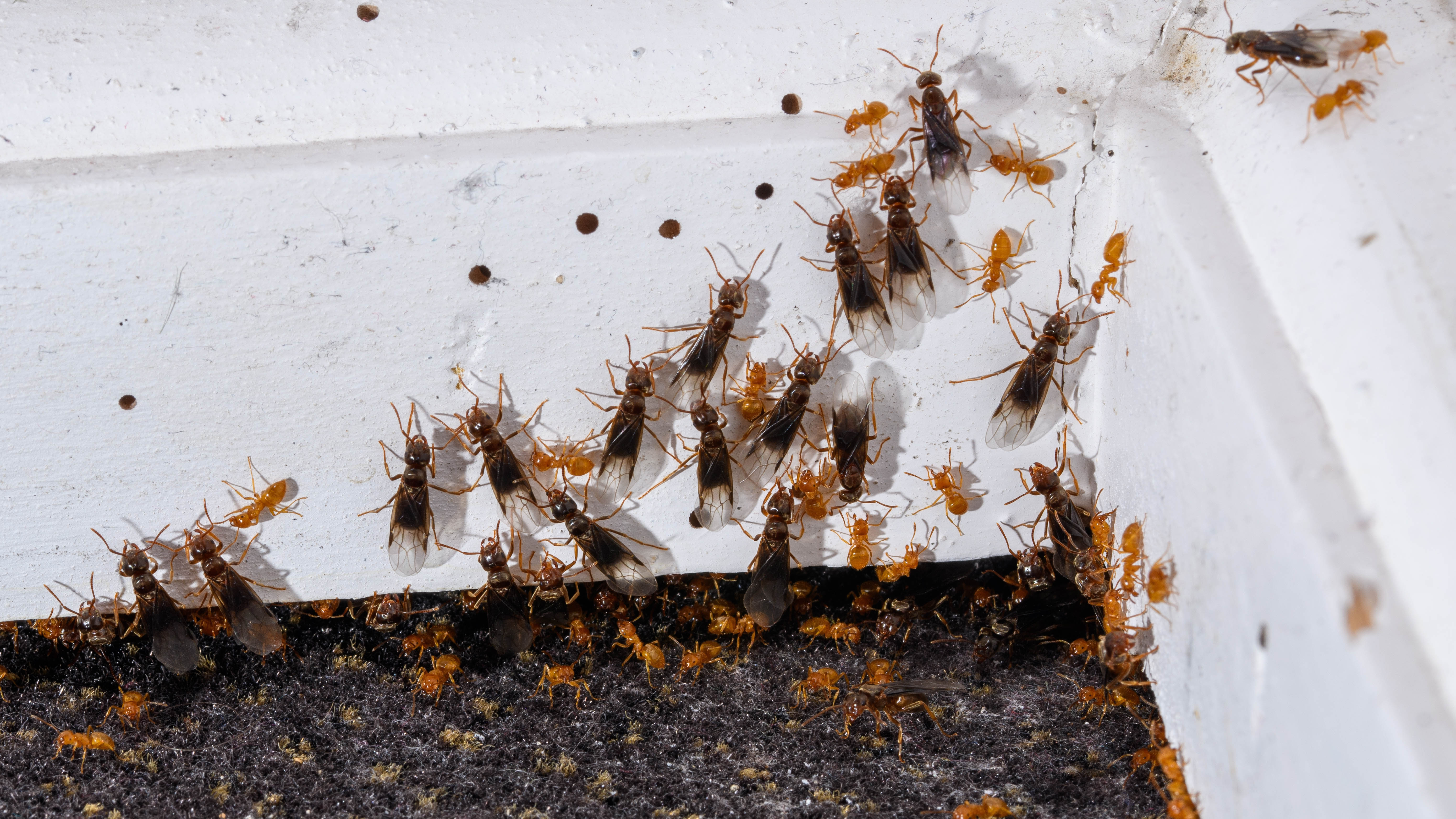 Flying ants on white baseboard