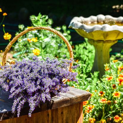 basket of lavender on table near standing bird bath 
