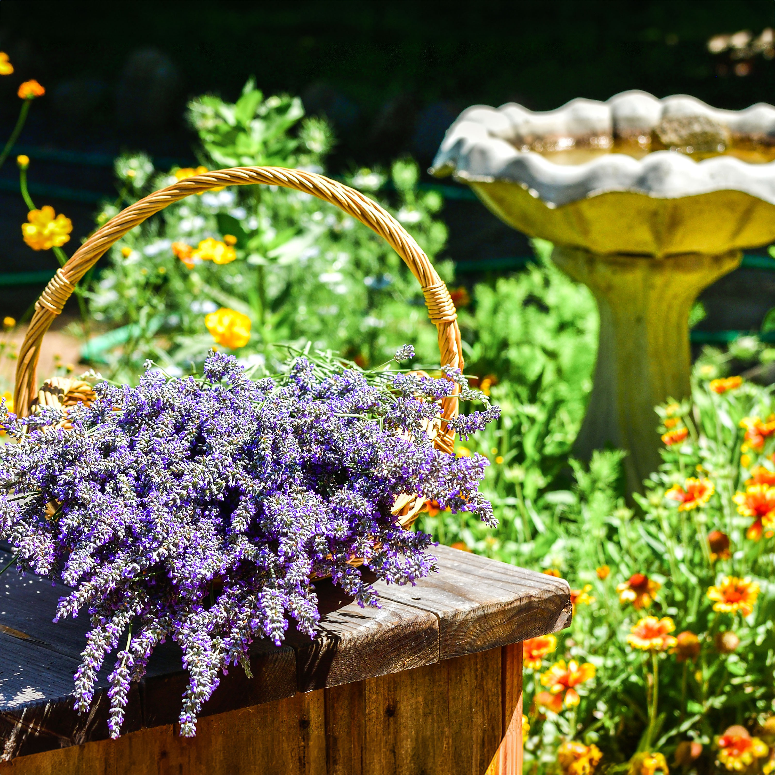 basket of lavender on table near standing bird bath 