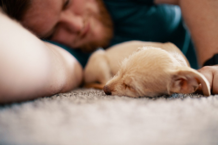 adorable-animal-blur-1750379-1556647337-fVSP-column-width-inline