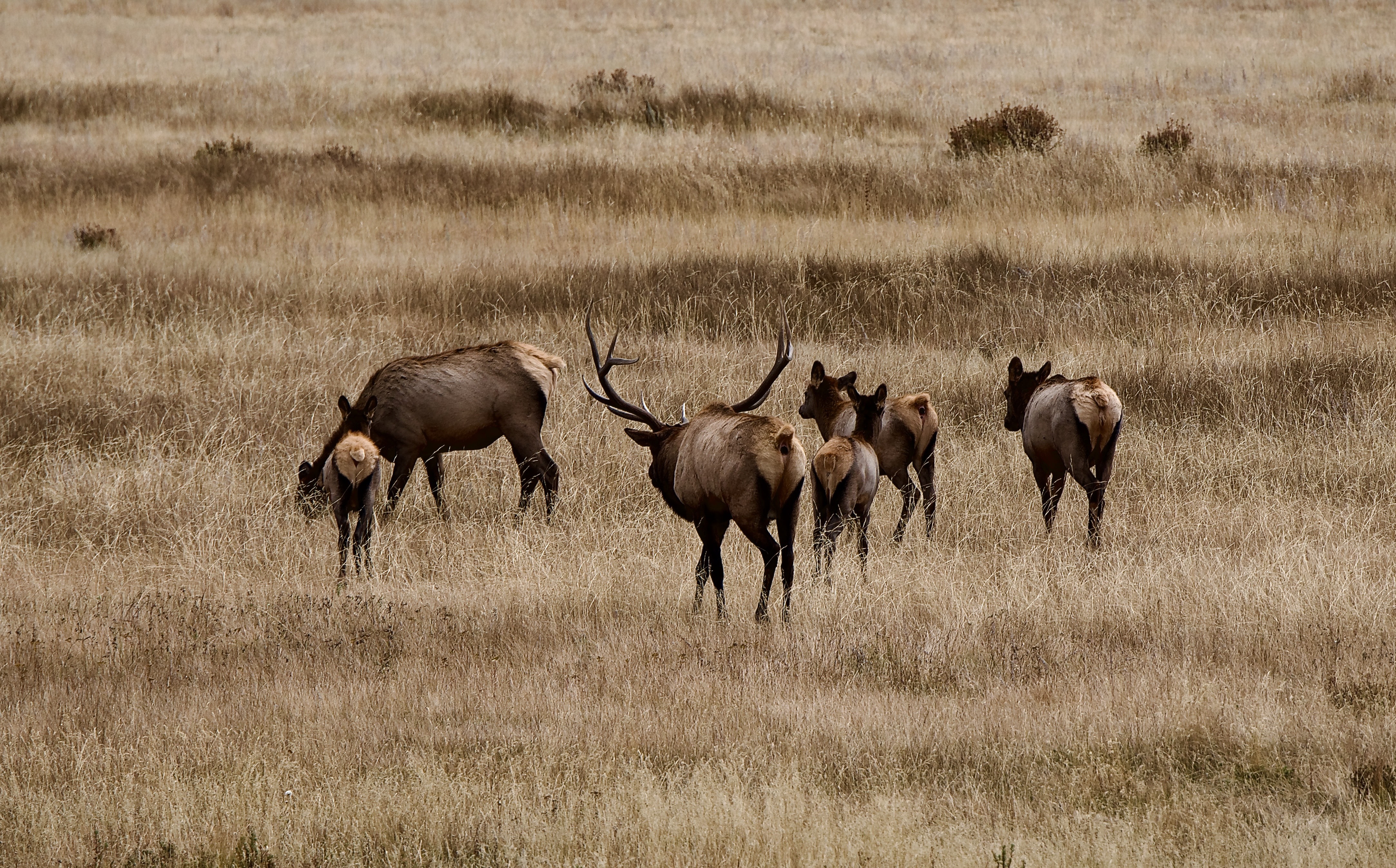 GuruShots - Nature March 2026