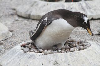 Gentoo penguin baby at Edinburgh Zoo