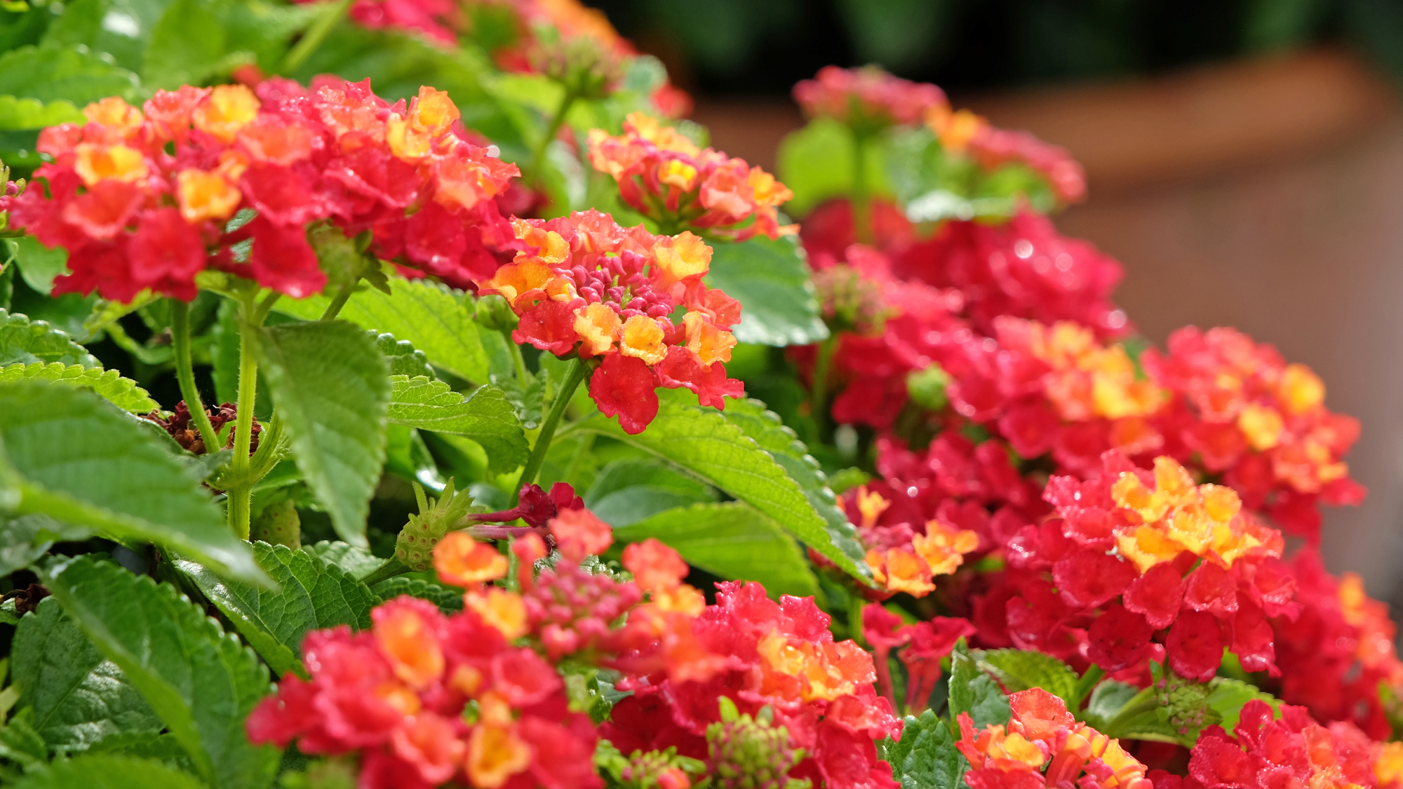 lantana in bloom