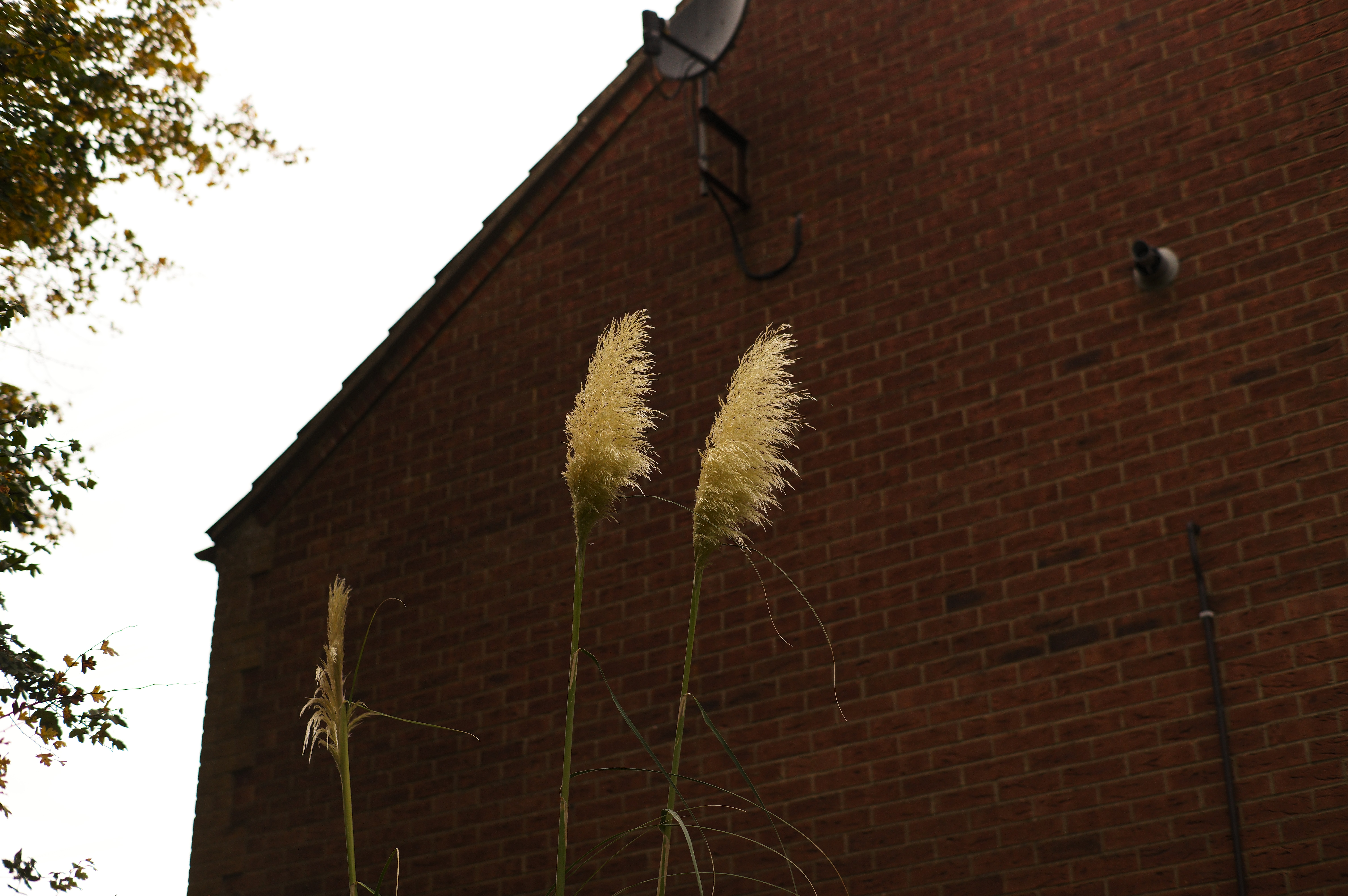 Images captured using the Leica M-EV1 by Sam Cross