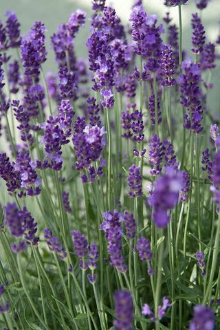 Hidcote lavender