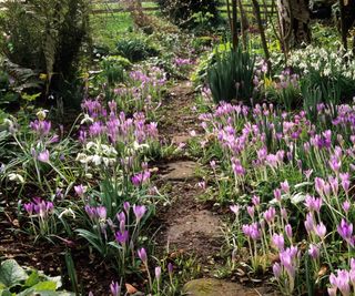 Drifts of crocus flowers and snowdrops in a border