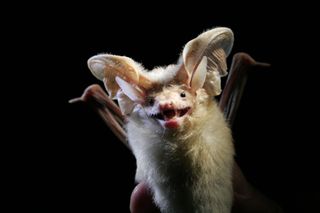 The desert long-eared bat (Otonycteris hemprichii) is found in North Africa and the Middle East.