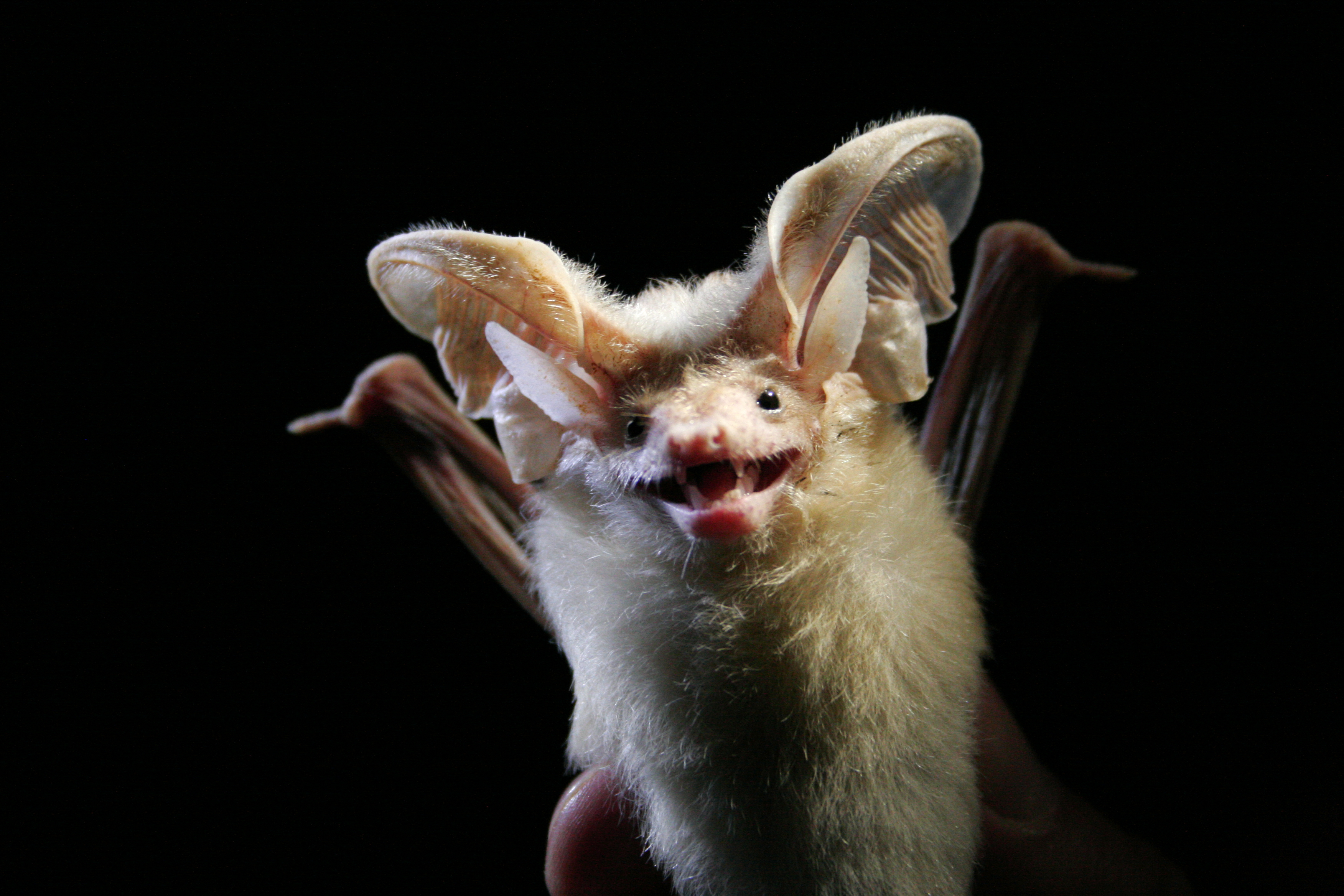 The desert long-eared bat (Otonycteris hemprichii) is found in North Africa and the Middle East.