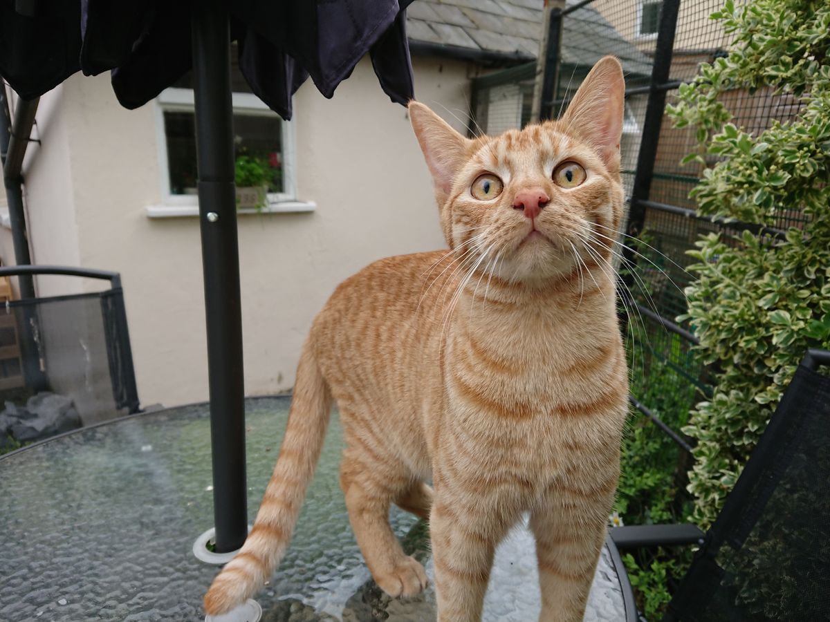 The Xperia XZ Premium camera captures high levels of details, like the whiskers and fur here