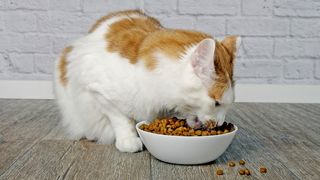 cat nutrition