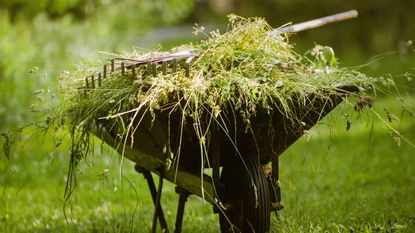 Wheelbarrow full of weeds with a rake sitting on top