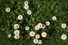 White English Daisies