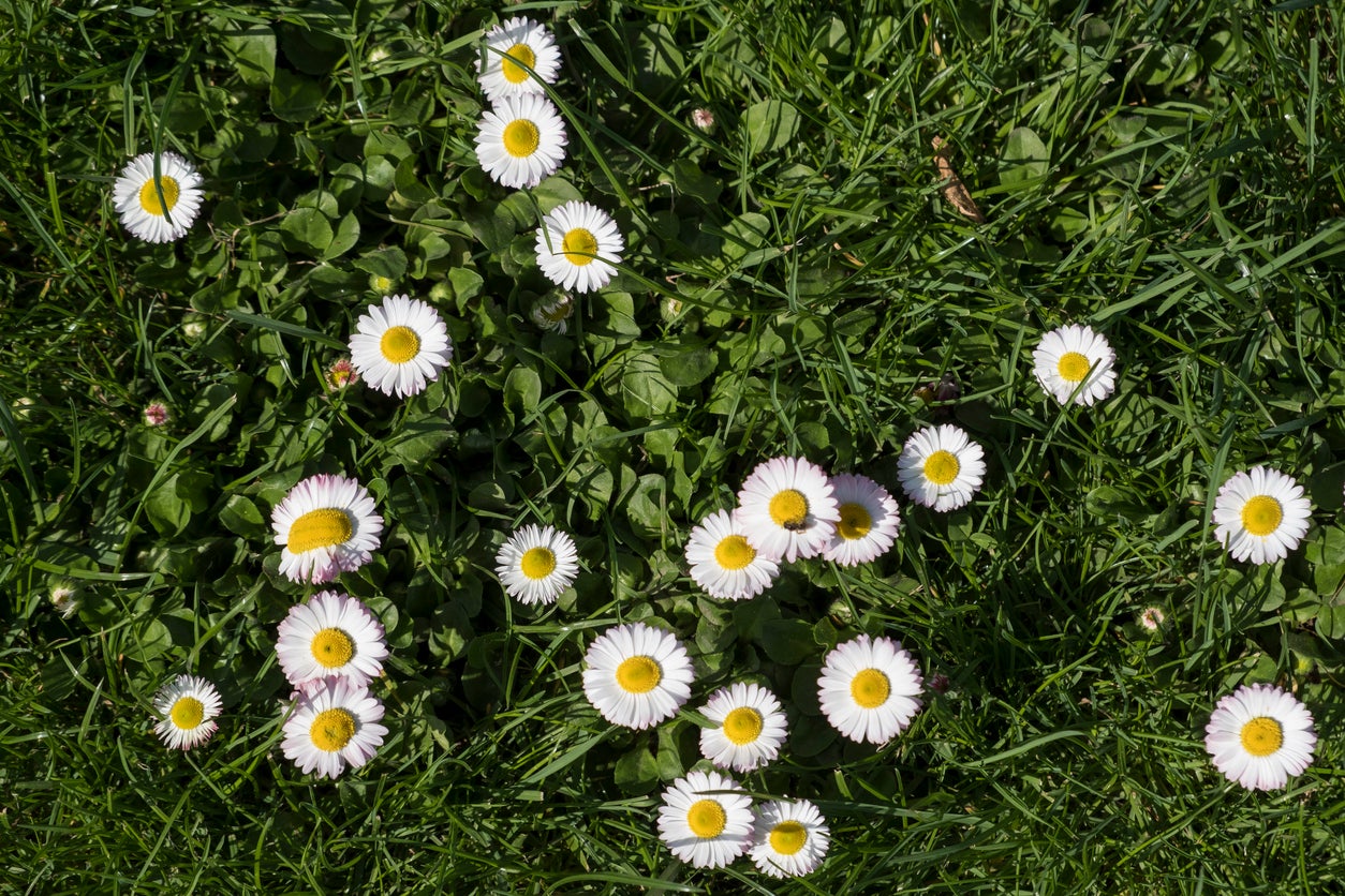 English Daisy Care - Tips For Growing English Daisy Flowers