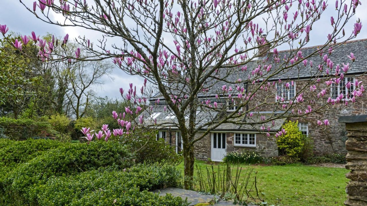 Magnolia tree with pink flowers, lawn and farmhouse in the background. Emily Hutchings and Raymond Seager&#039;s renovated family home, a five bedroom 18th century Grade II listed farmhouse in Devon.