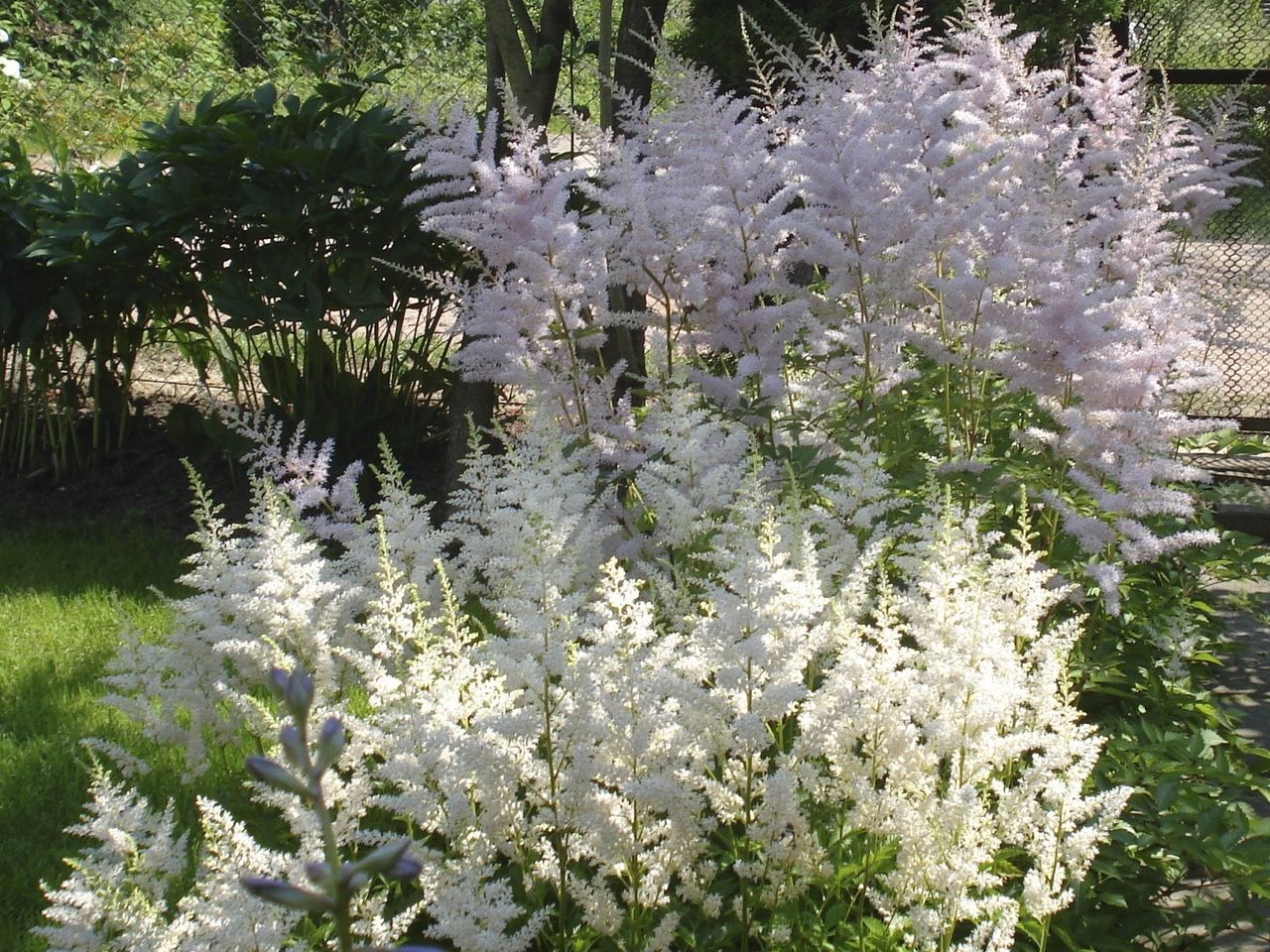 White Astilbe Plants Growing in Garden