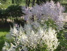 White Astilbe Plants Growing in Garden