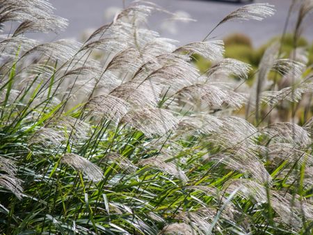 Ornamental Maiden Grass