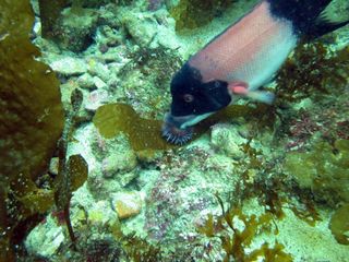 A black and pink fish sims near the sea floor and eats an urchin.