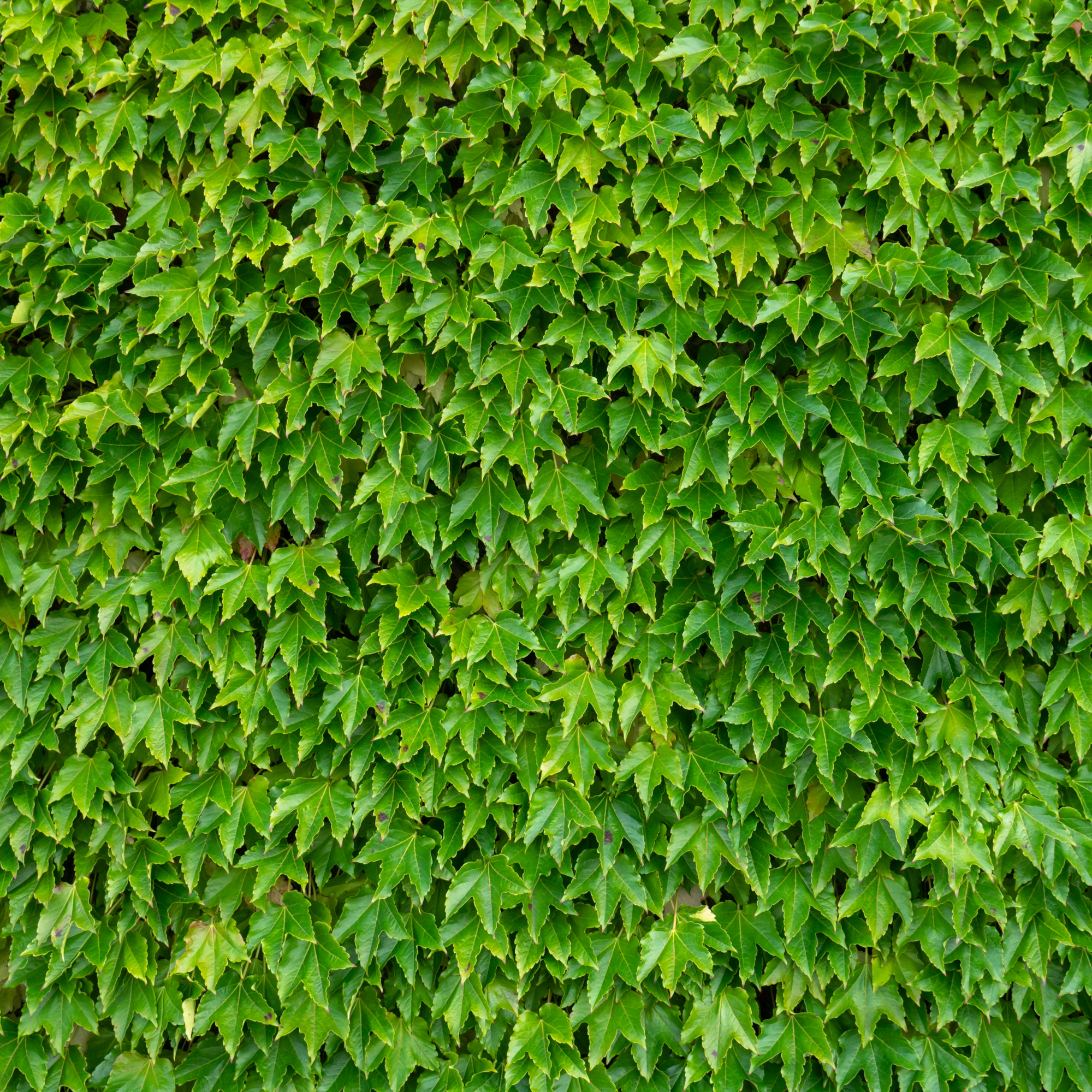 field maple leaves - Byjeng - GettyImages-1263574133